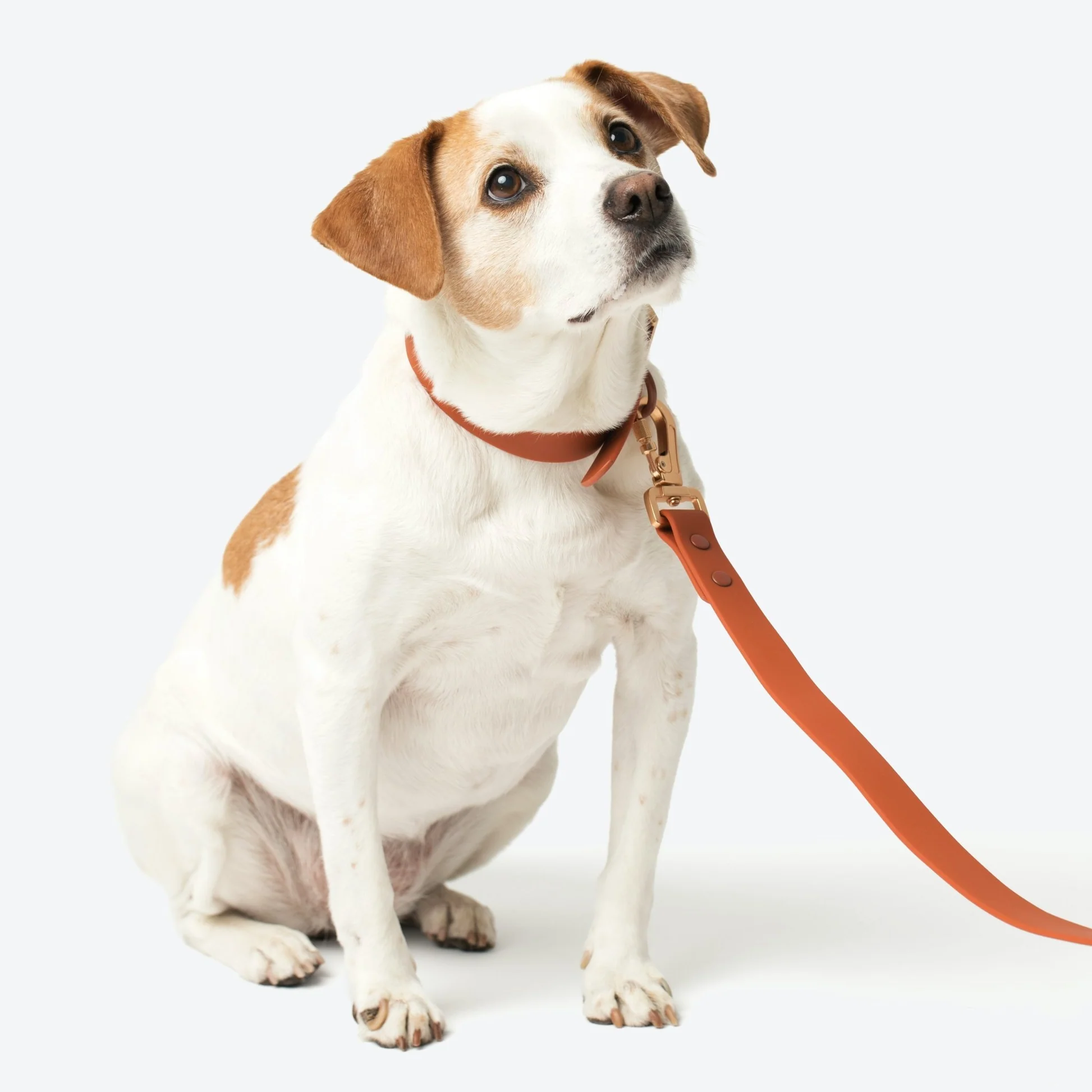 dog leash collar